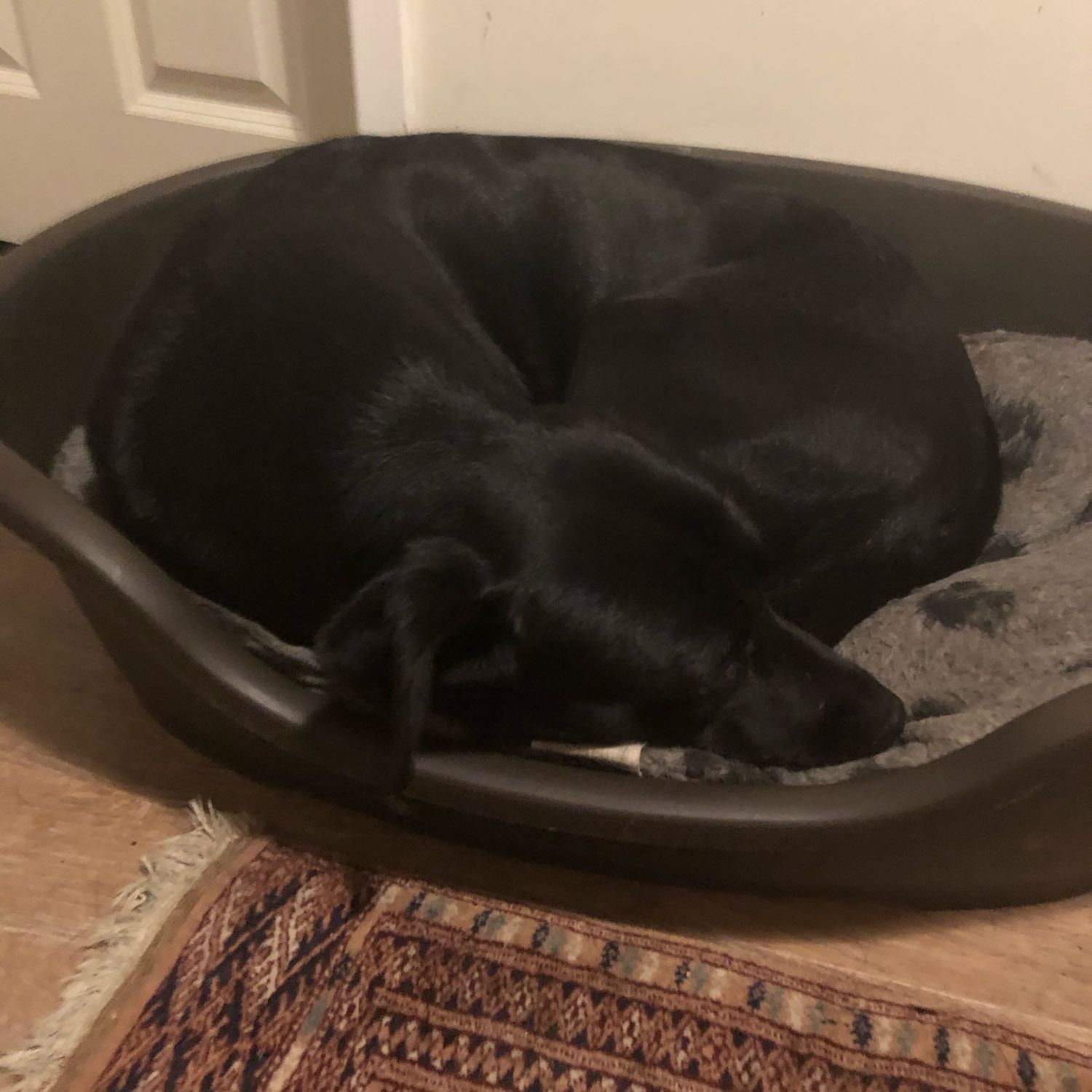 Portrait of Candy, the dog