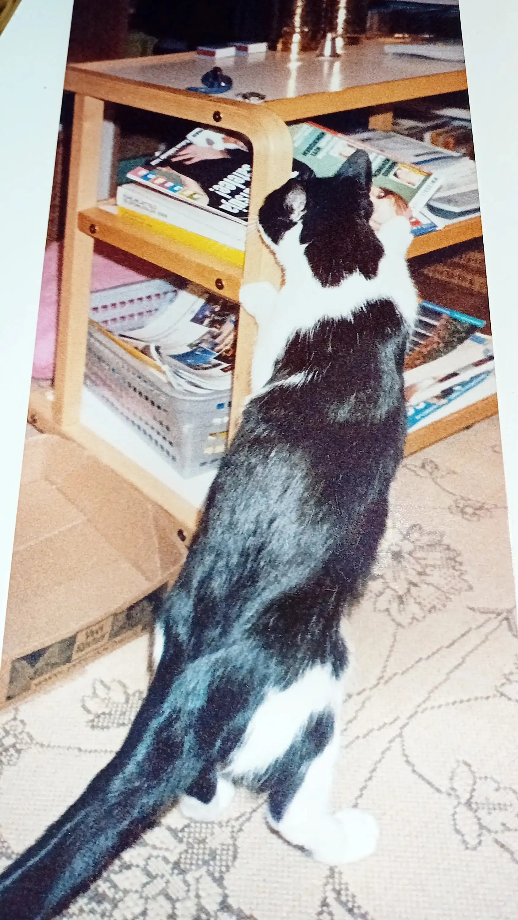 image-7