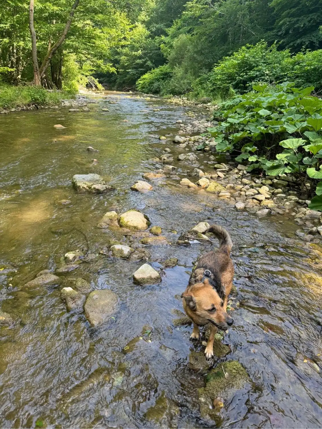 image-11