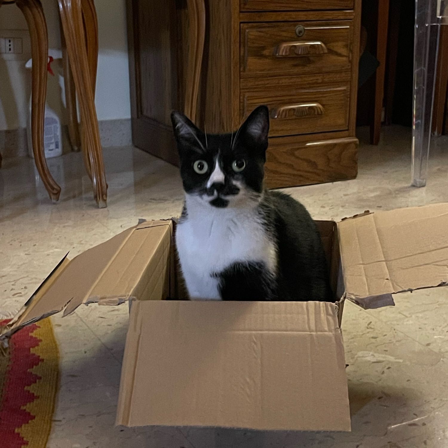 Foto di Pollon, il cat