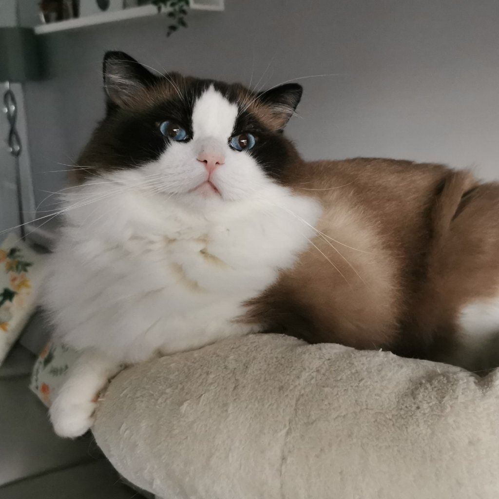Portrait of Xanthos , the cat