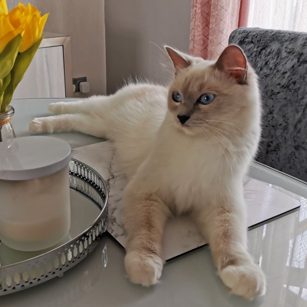 Portrait of Marvel, the cat