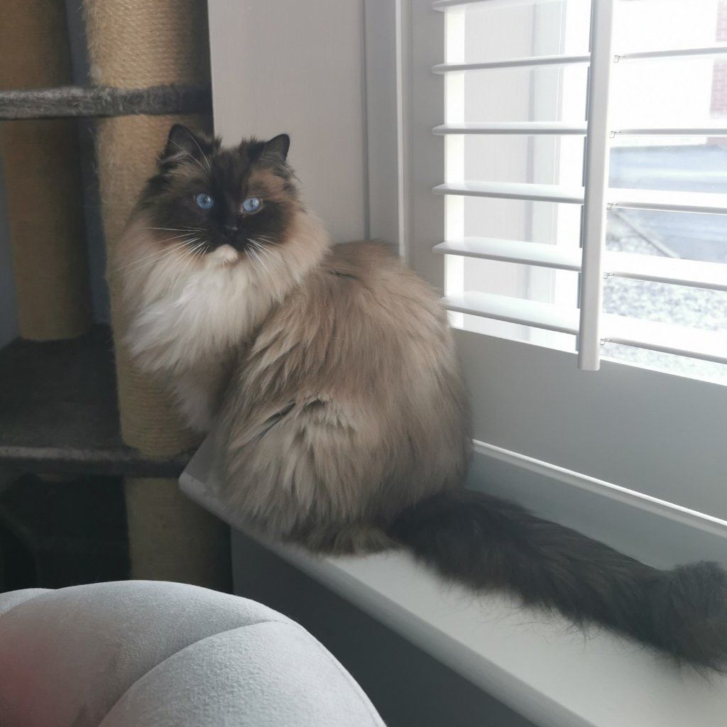 Portrait of Hope, the cat