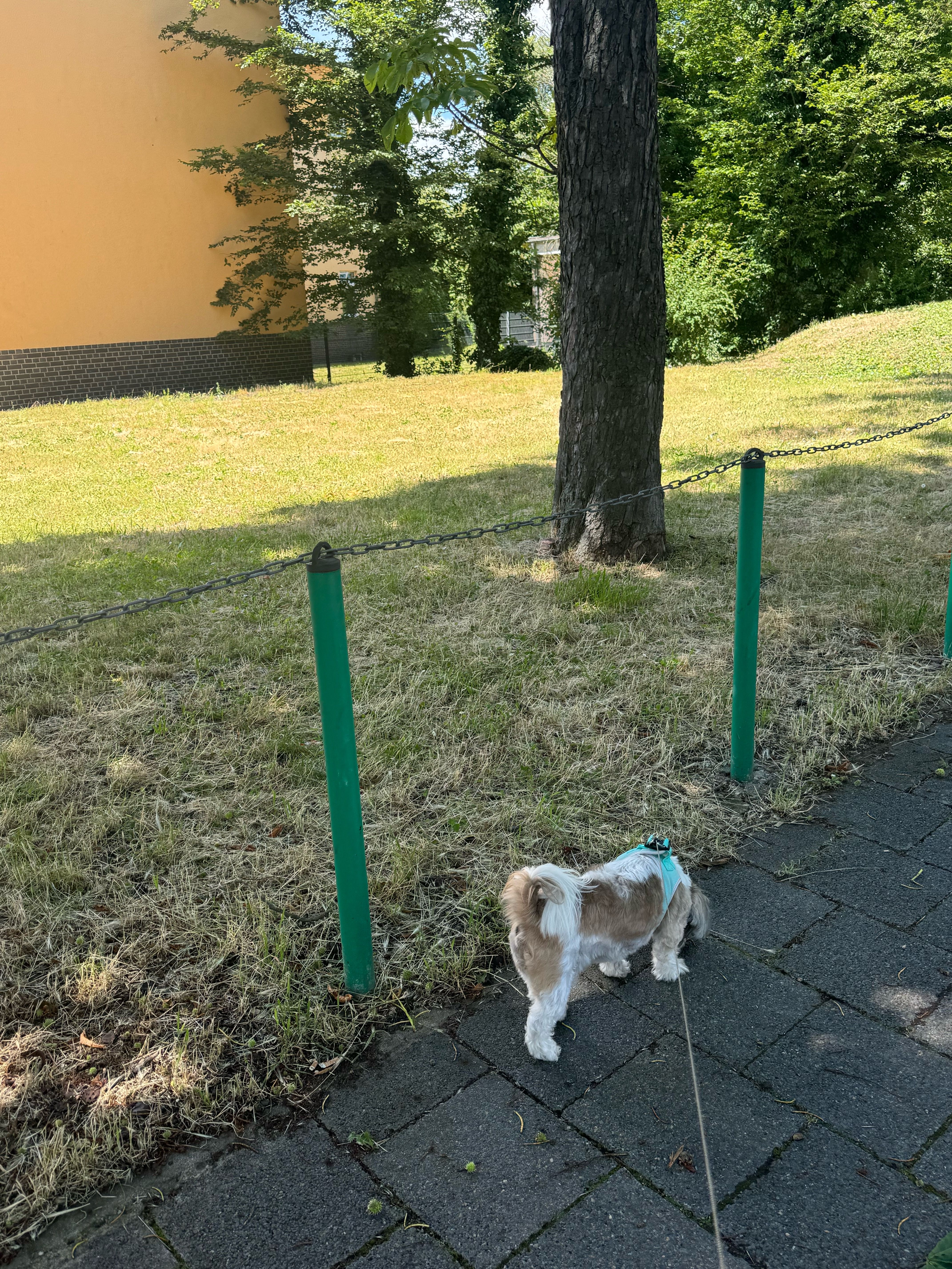 image-19