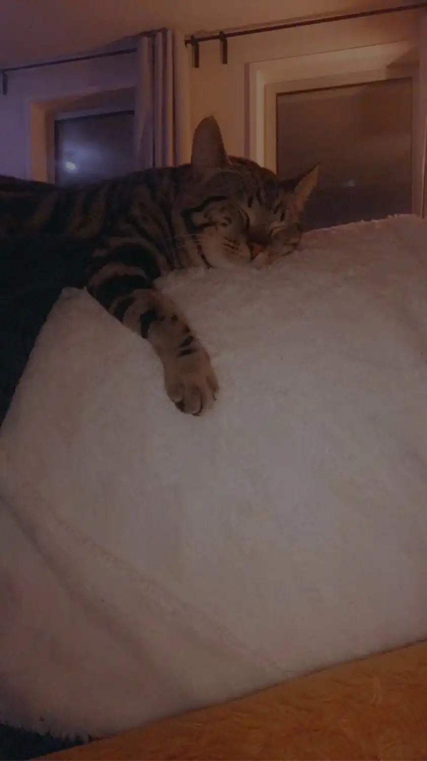 image-8