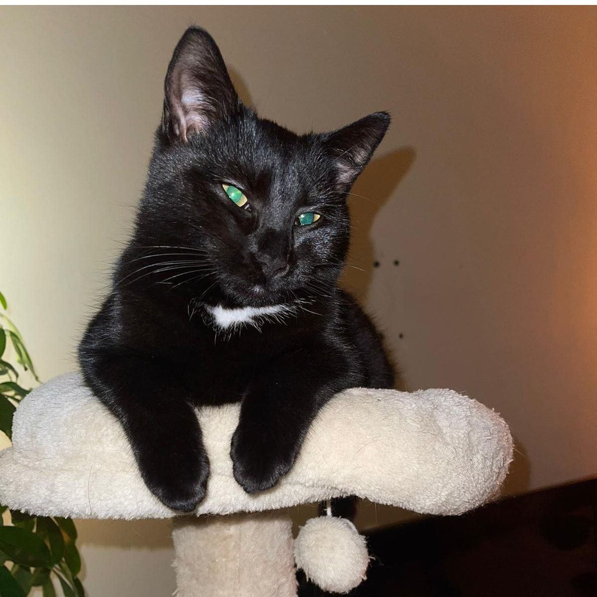 Portretfoto van Jip, de cat