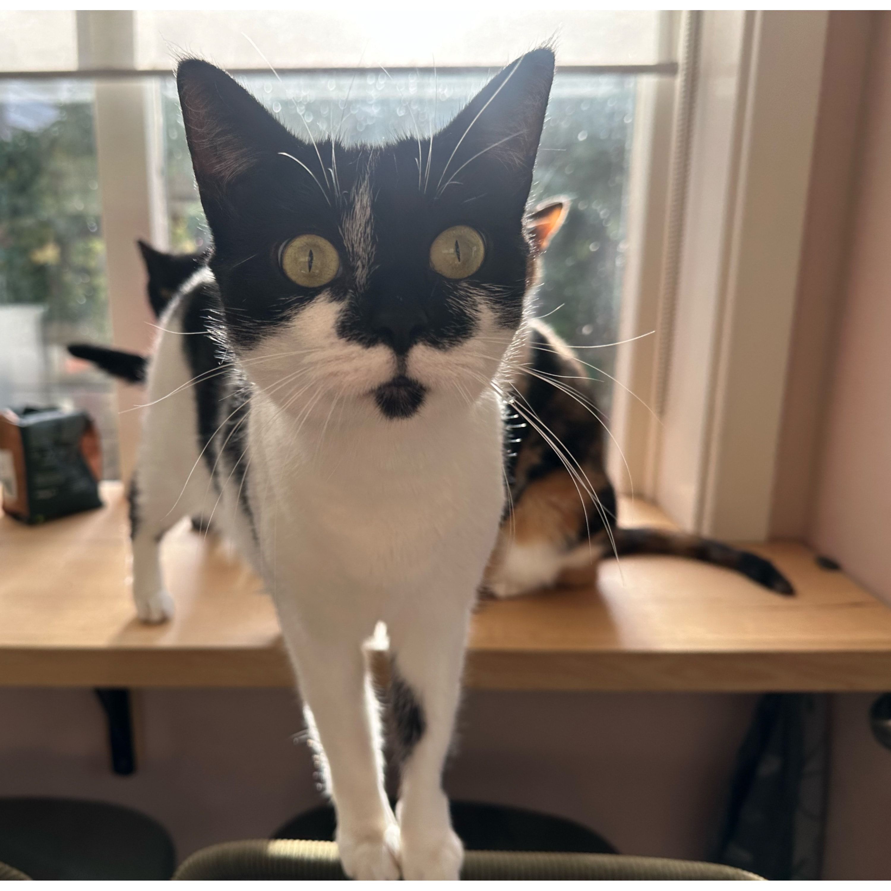 Portretfoto van Moos, de cat