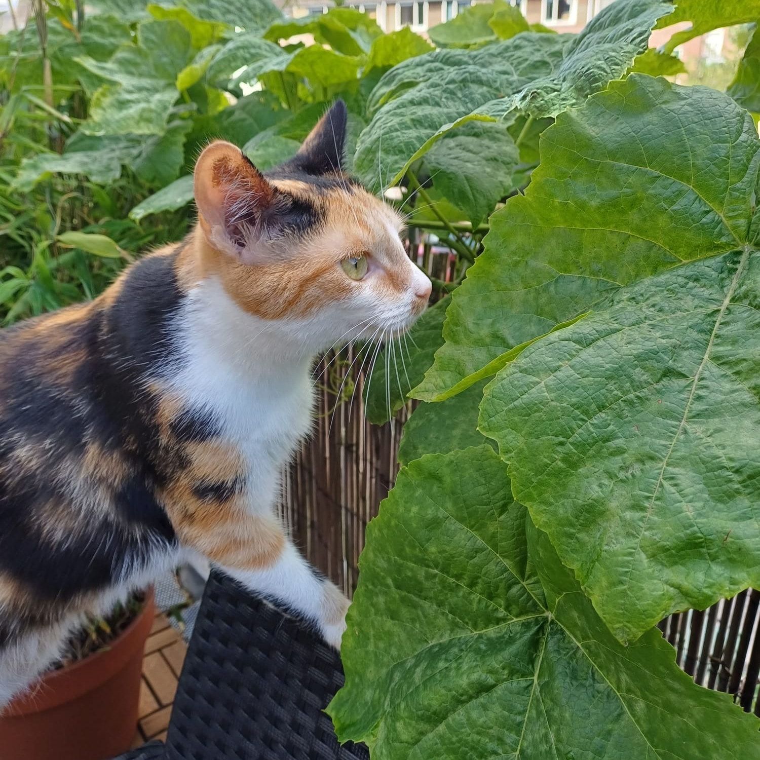 Portretfoto van Mollie, de cat
