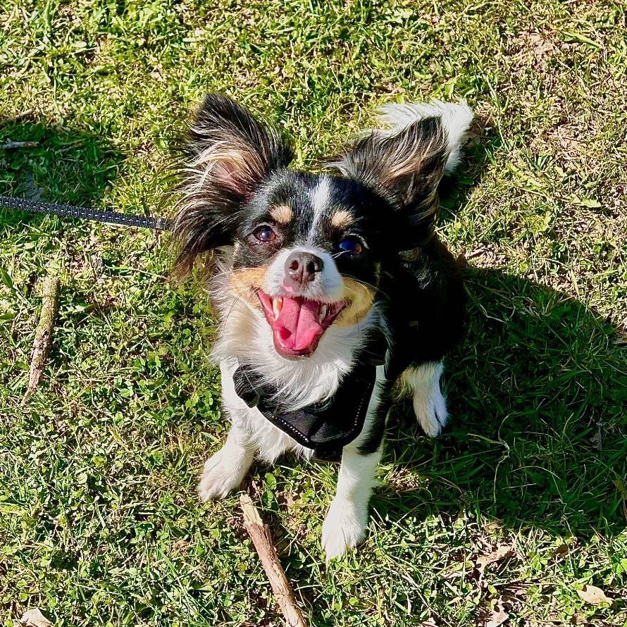 Portretfoto van Fae, de dog