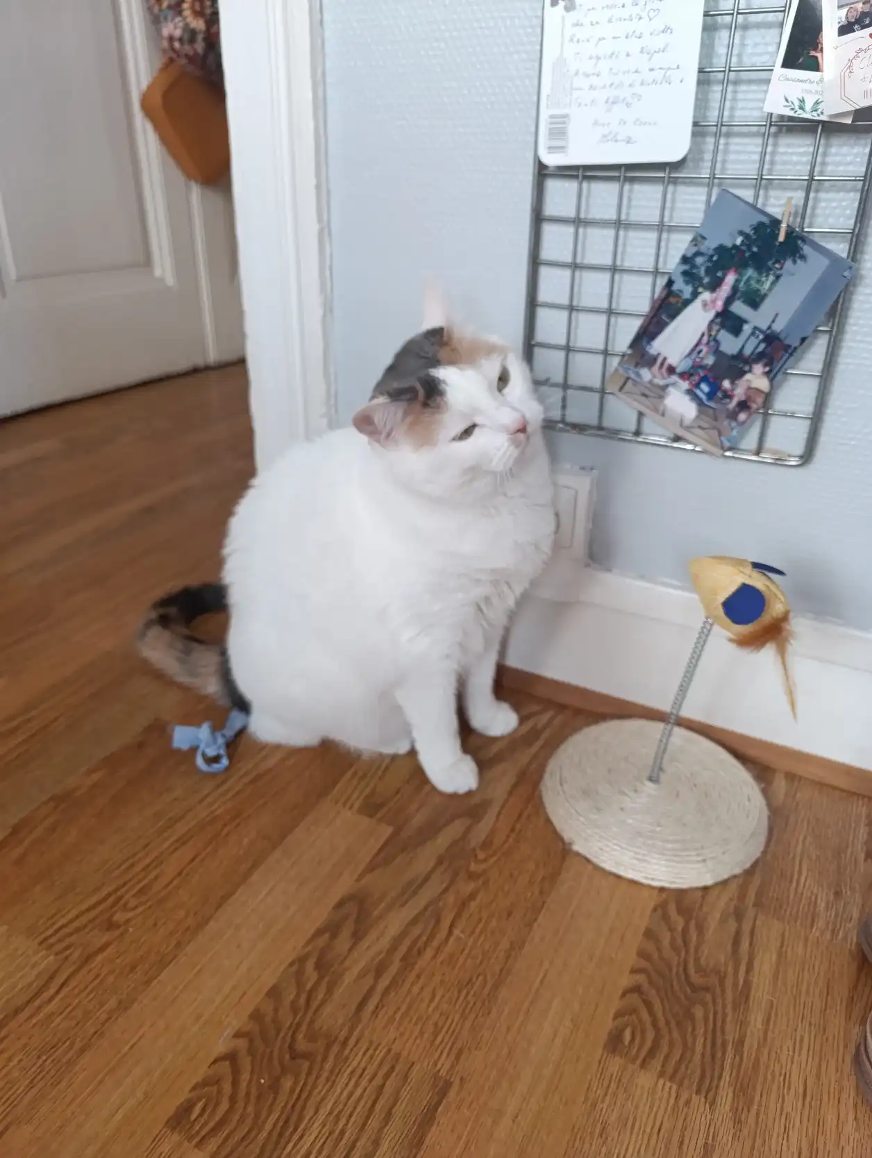 image-11