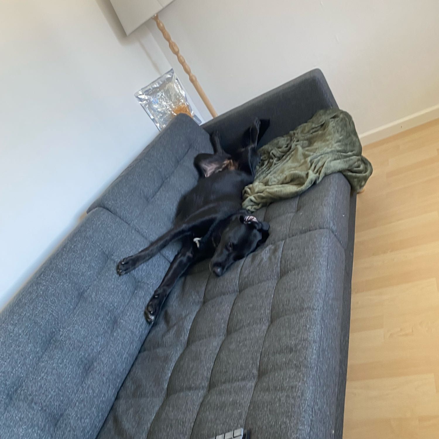Portretfoto van Pipi, de dog