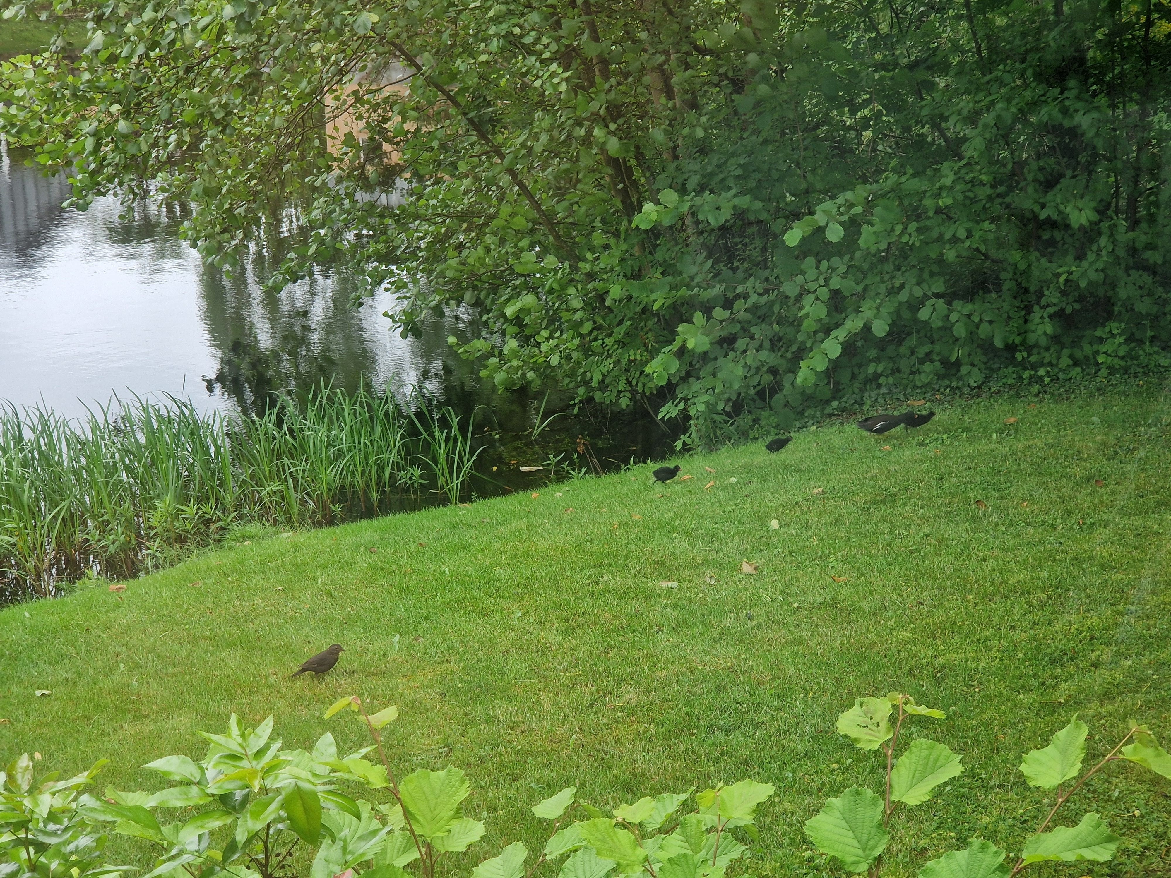 image-19
