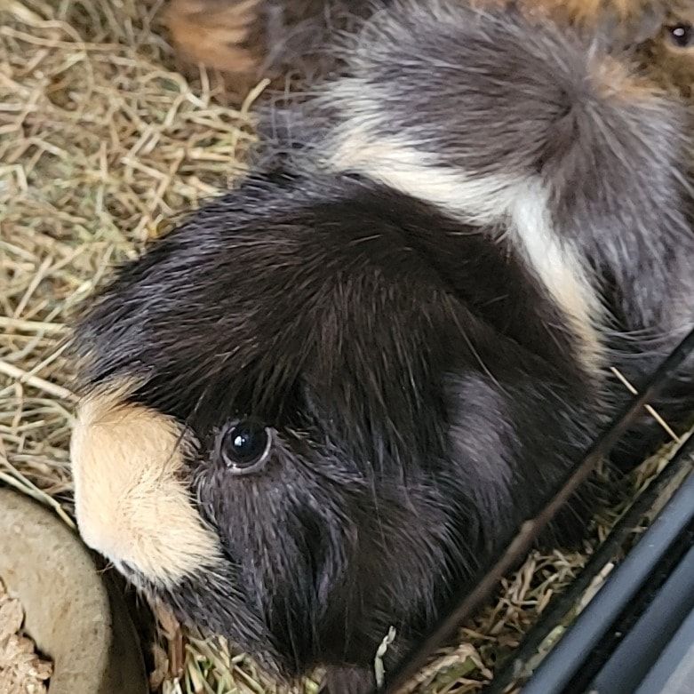 Portretfoto van Rhino, de guineaPig