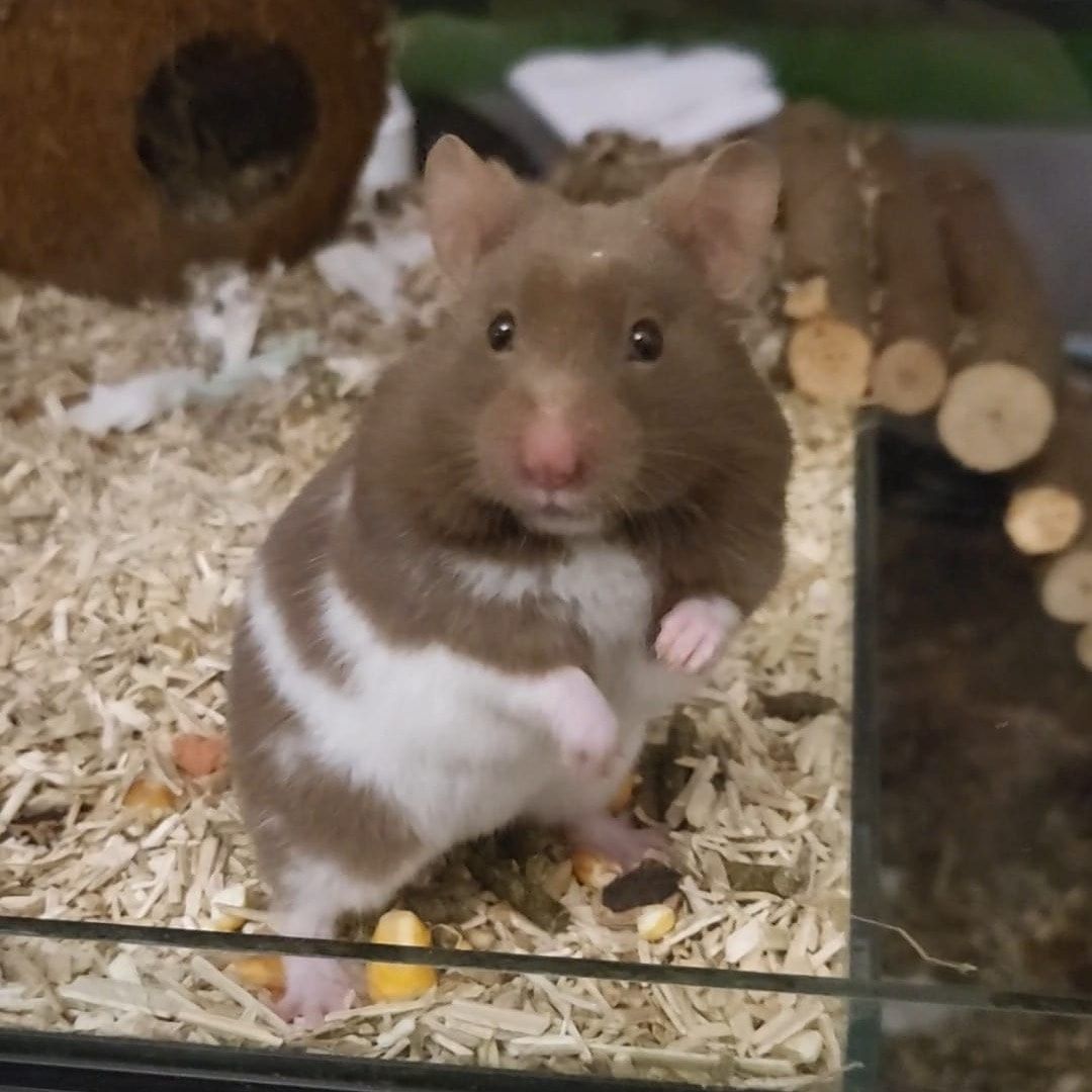 Portretfoto van Momo, de guineaPig