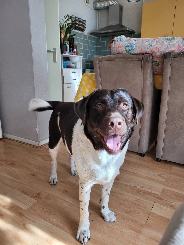 Portretfoto van Bowey, de dog