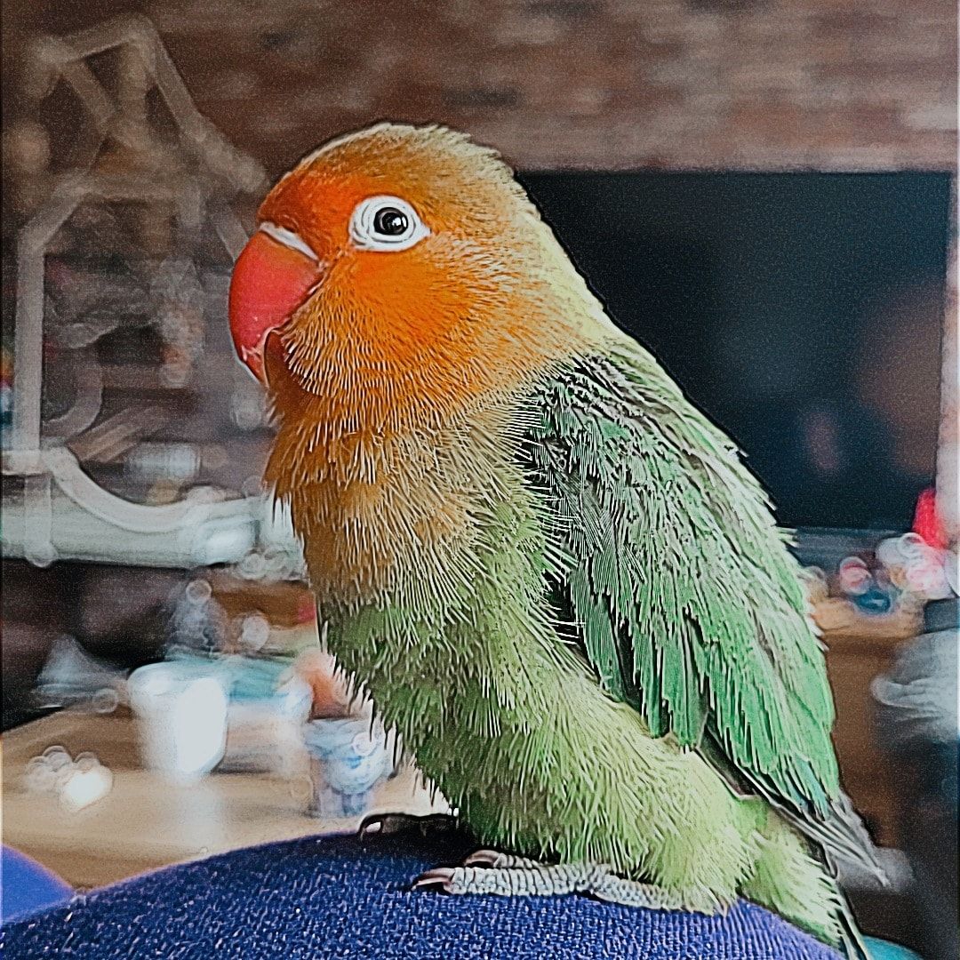 Portretfoto van Roxy, de bird