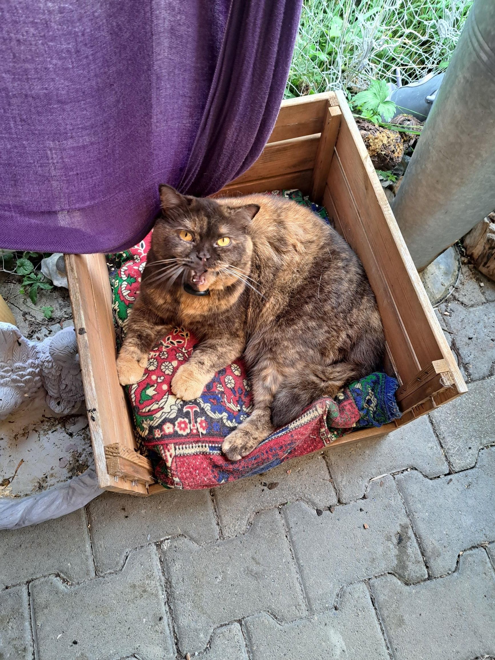 image-4