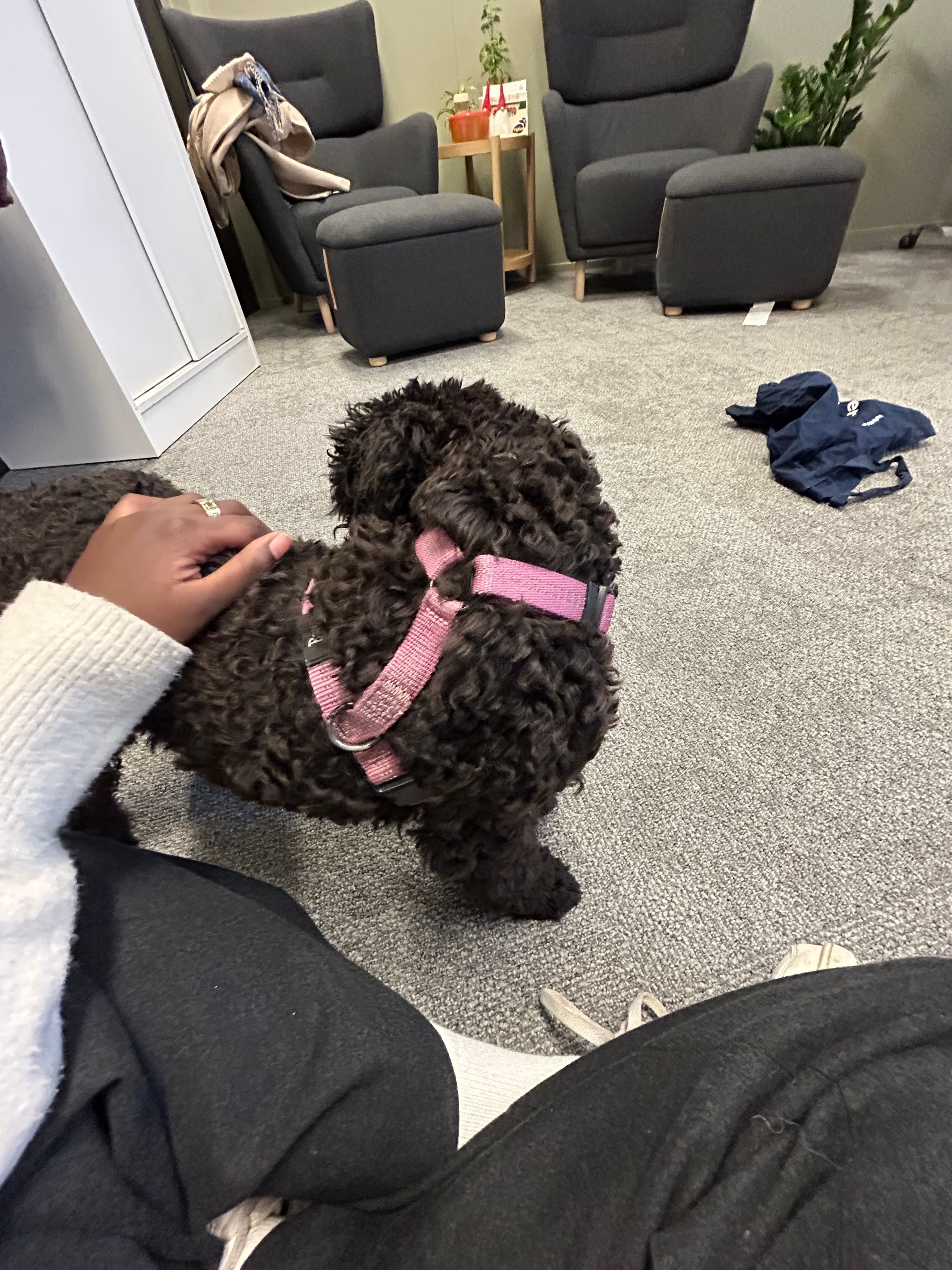 image-7