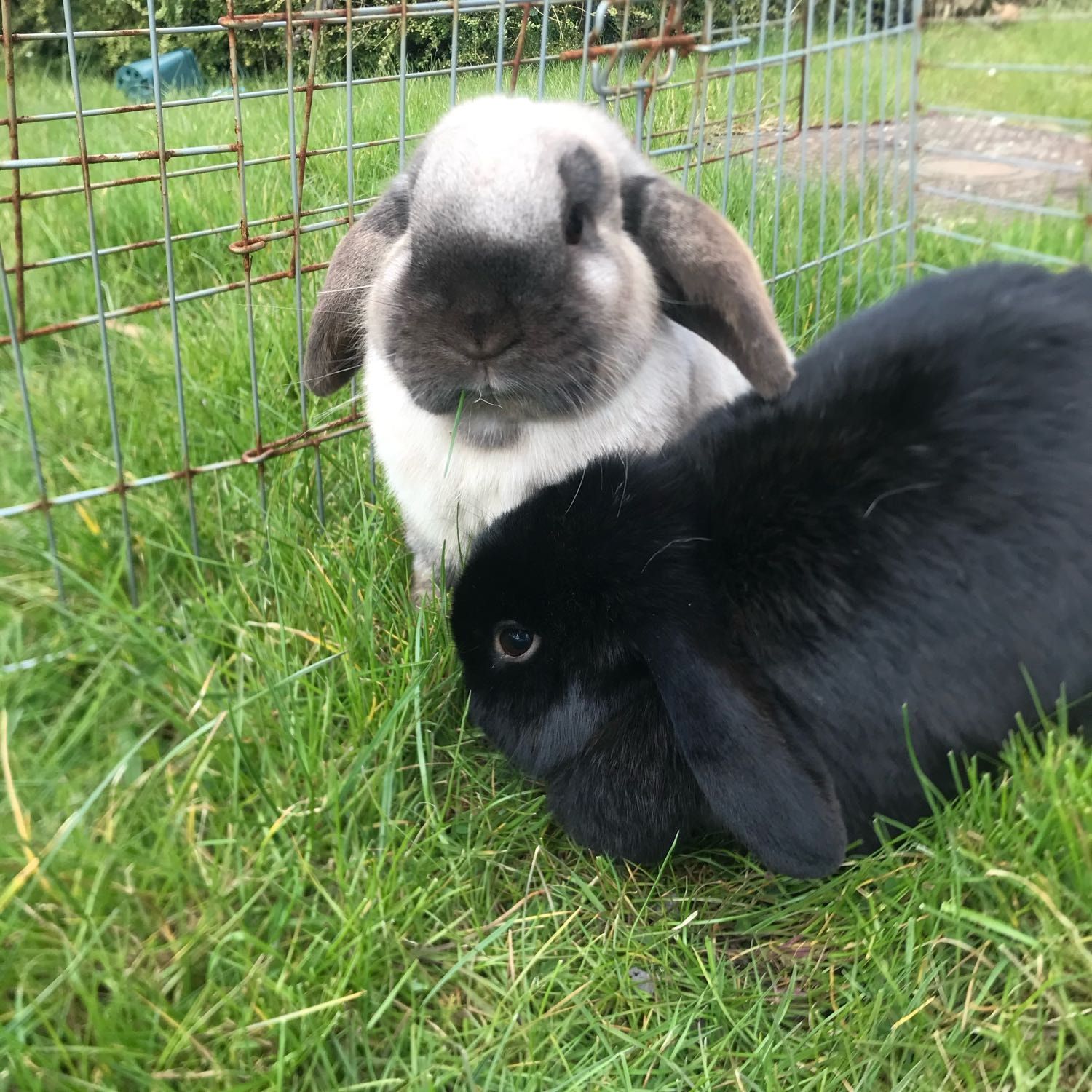 Portrait of Storm and Lola, the rabbit