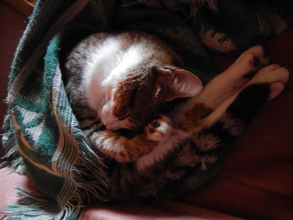 image-8