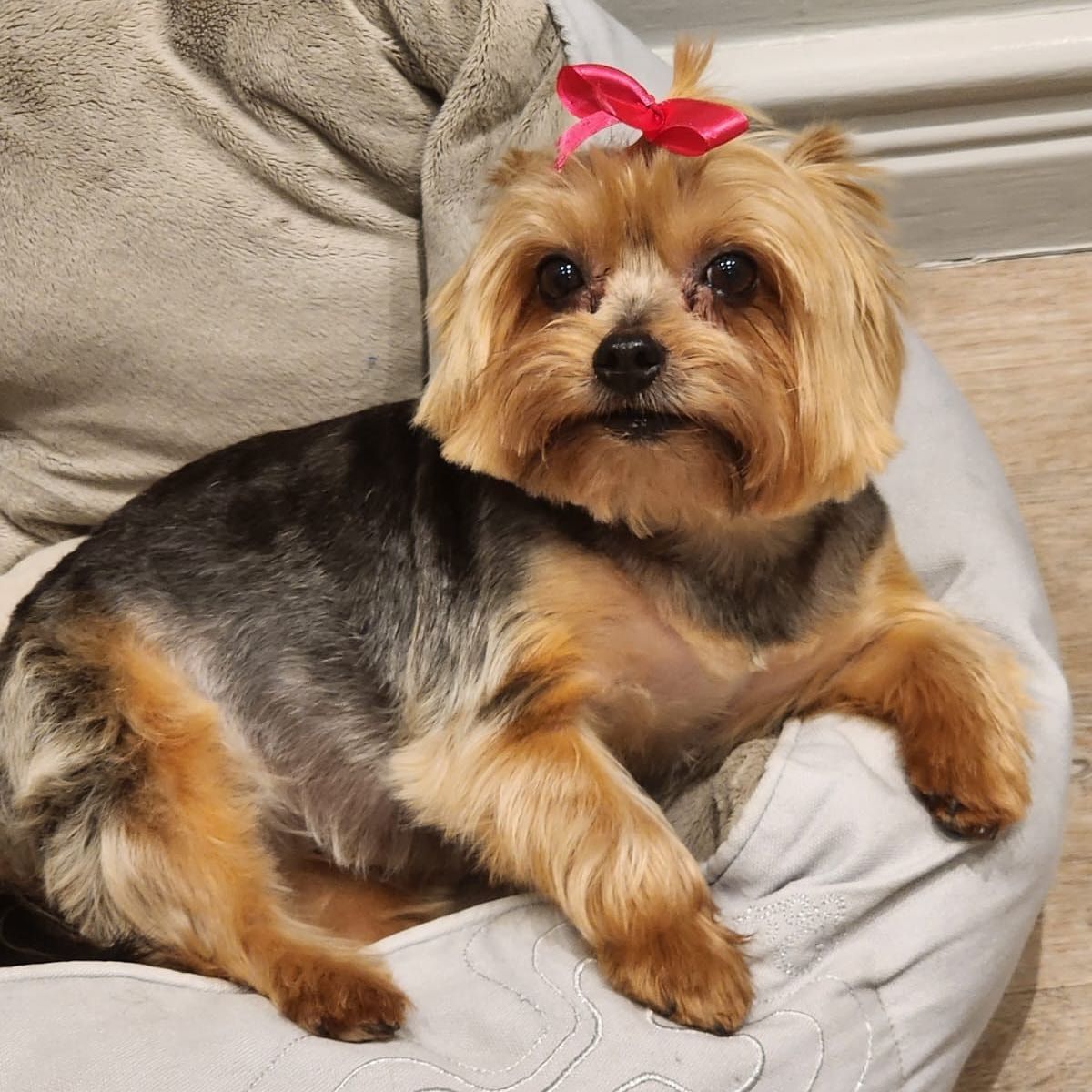Portretfoto van Nina , de dog