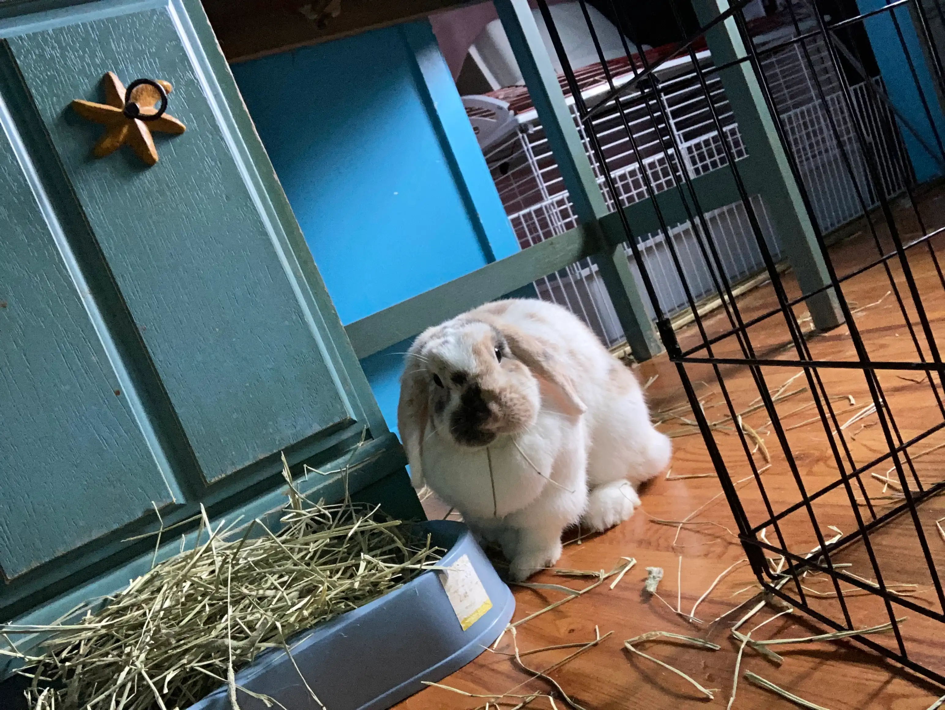 image-11