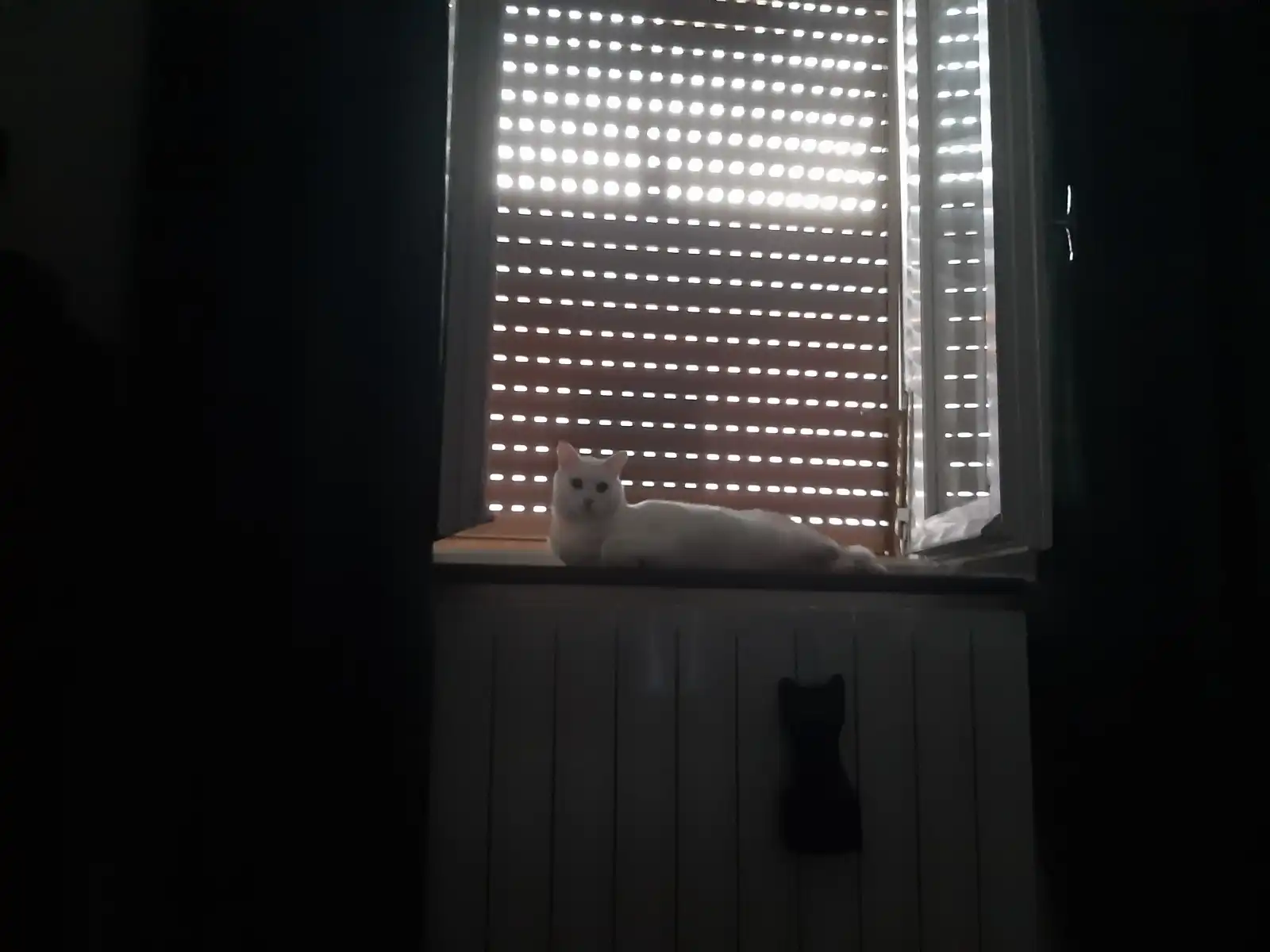 image-11