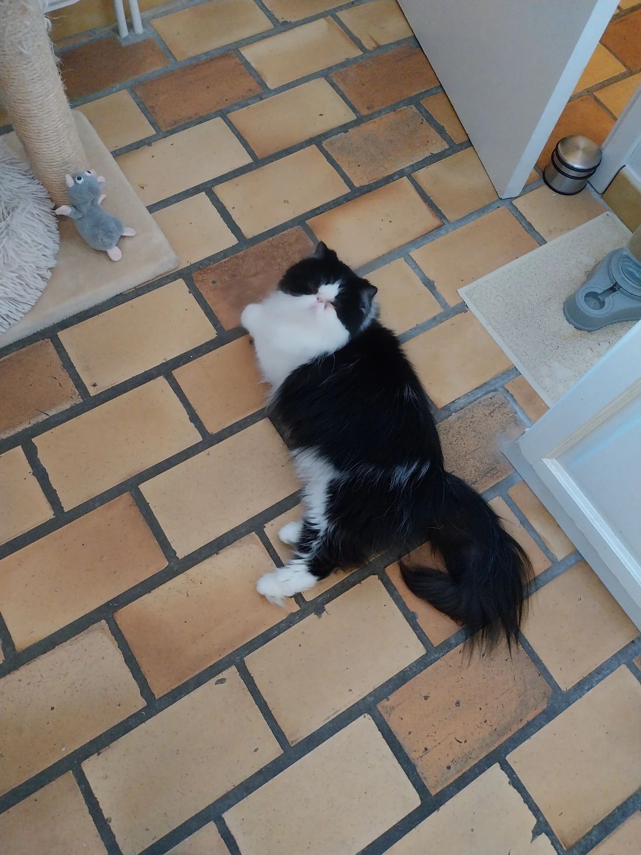 image-7
