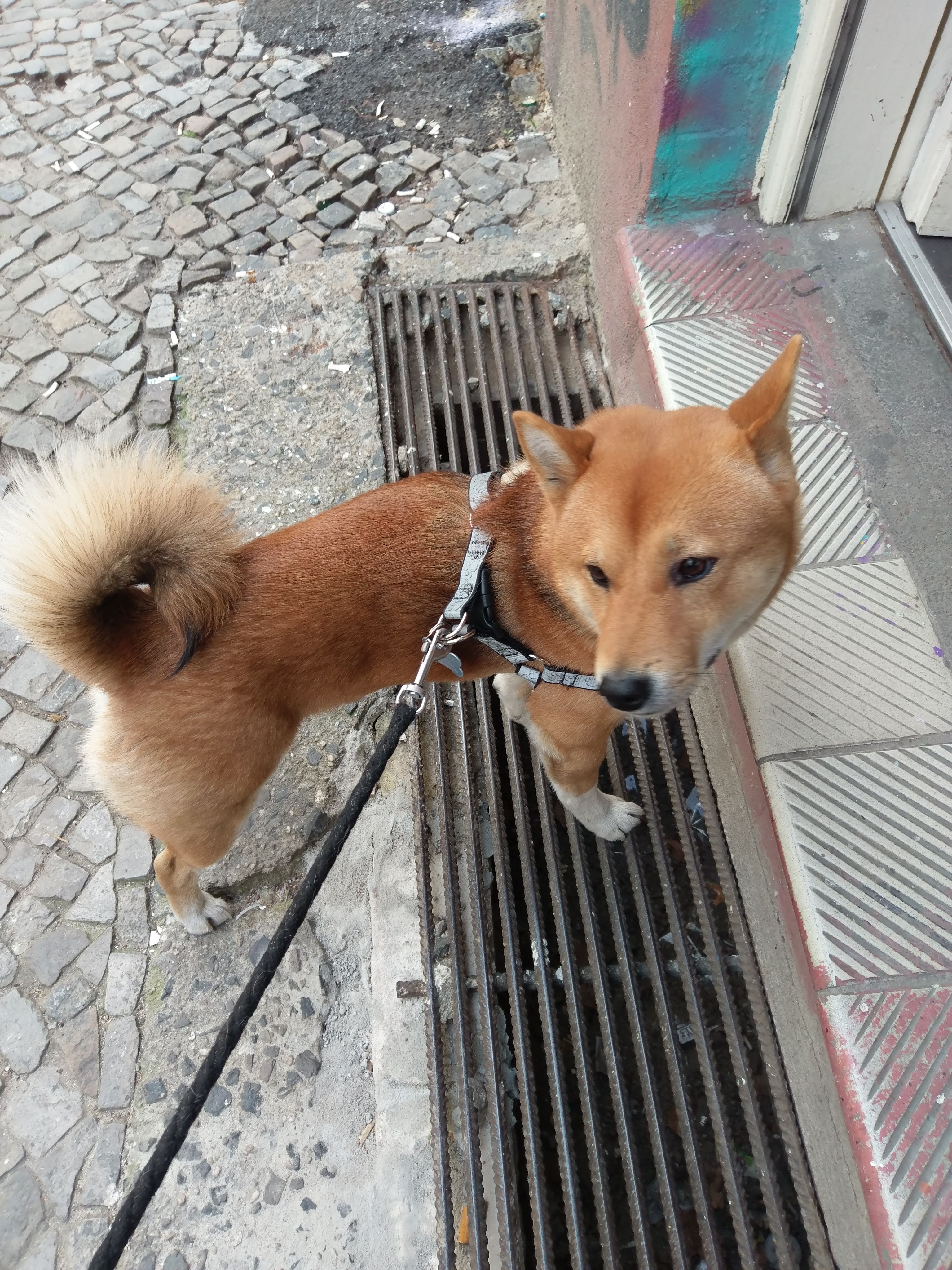 image-7