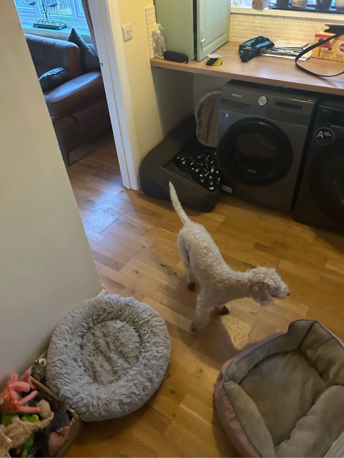 image-7