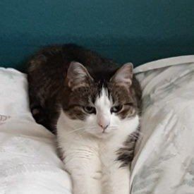 Portrait de Hinata, la cat