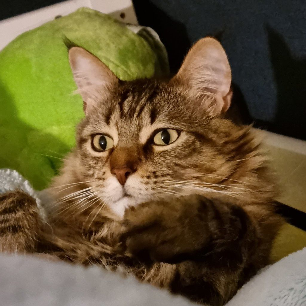 Portrait de Ratchet, la cat