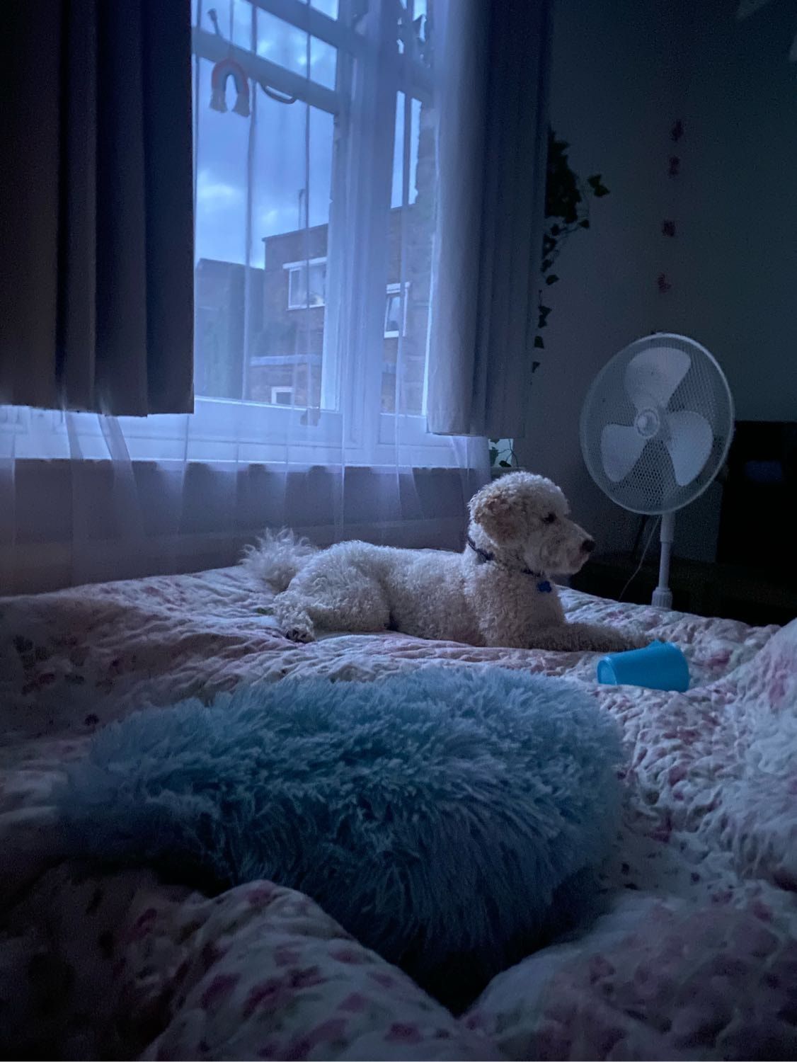 image-9