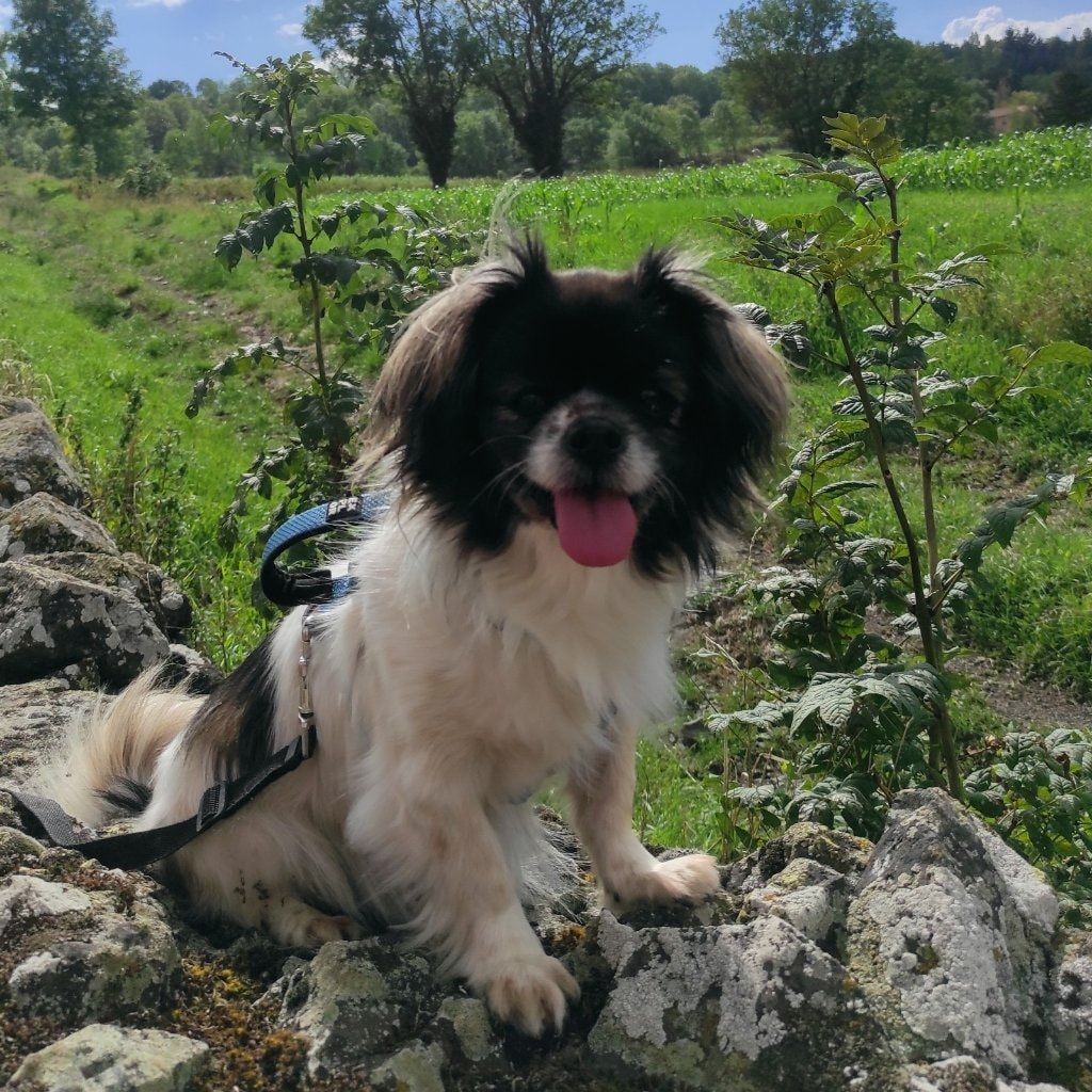 Portrait de Java, la dog