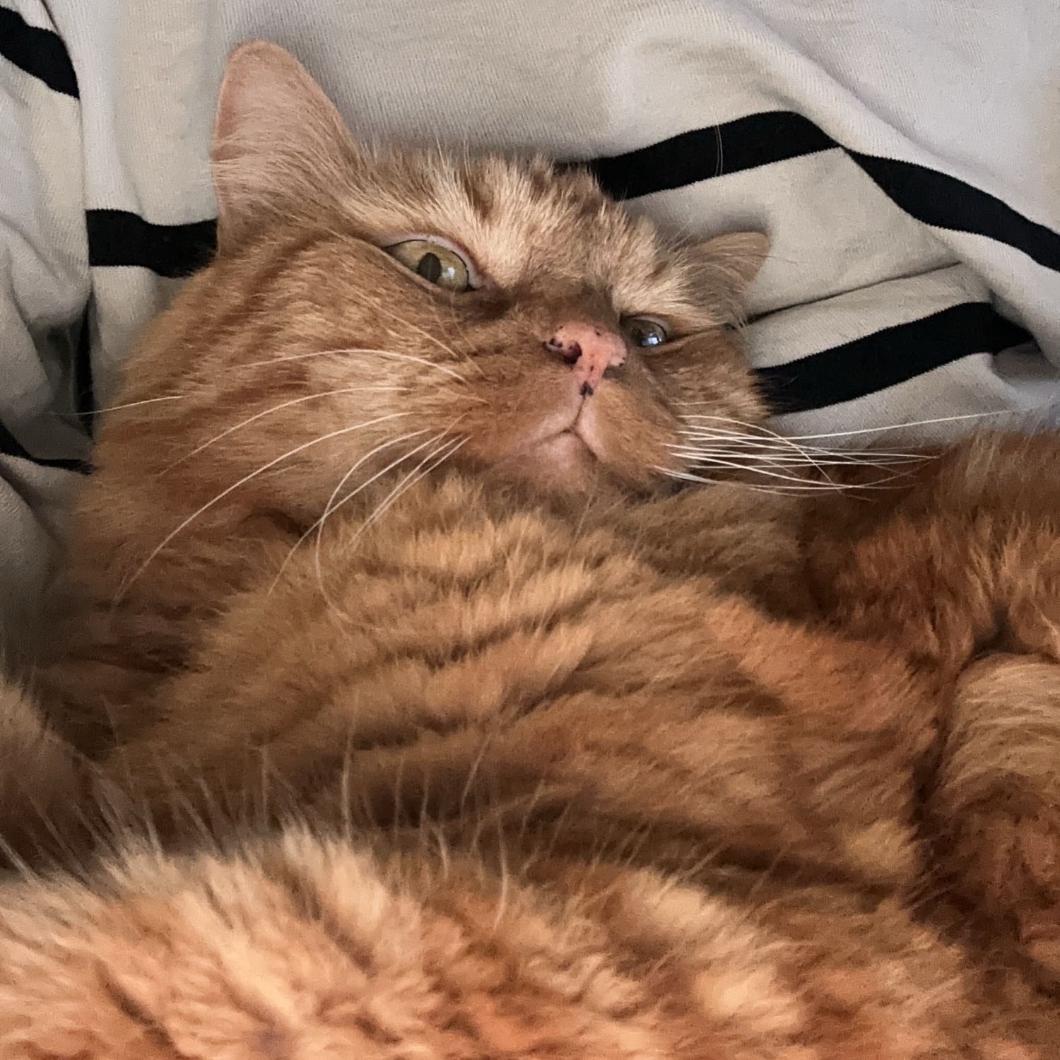 Portät von DlL, cat