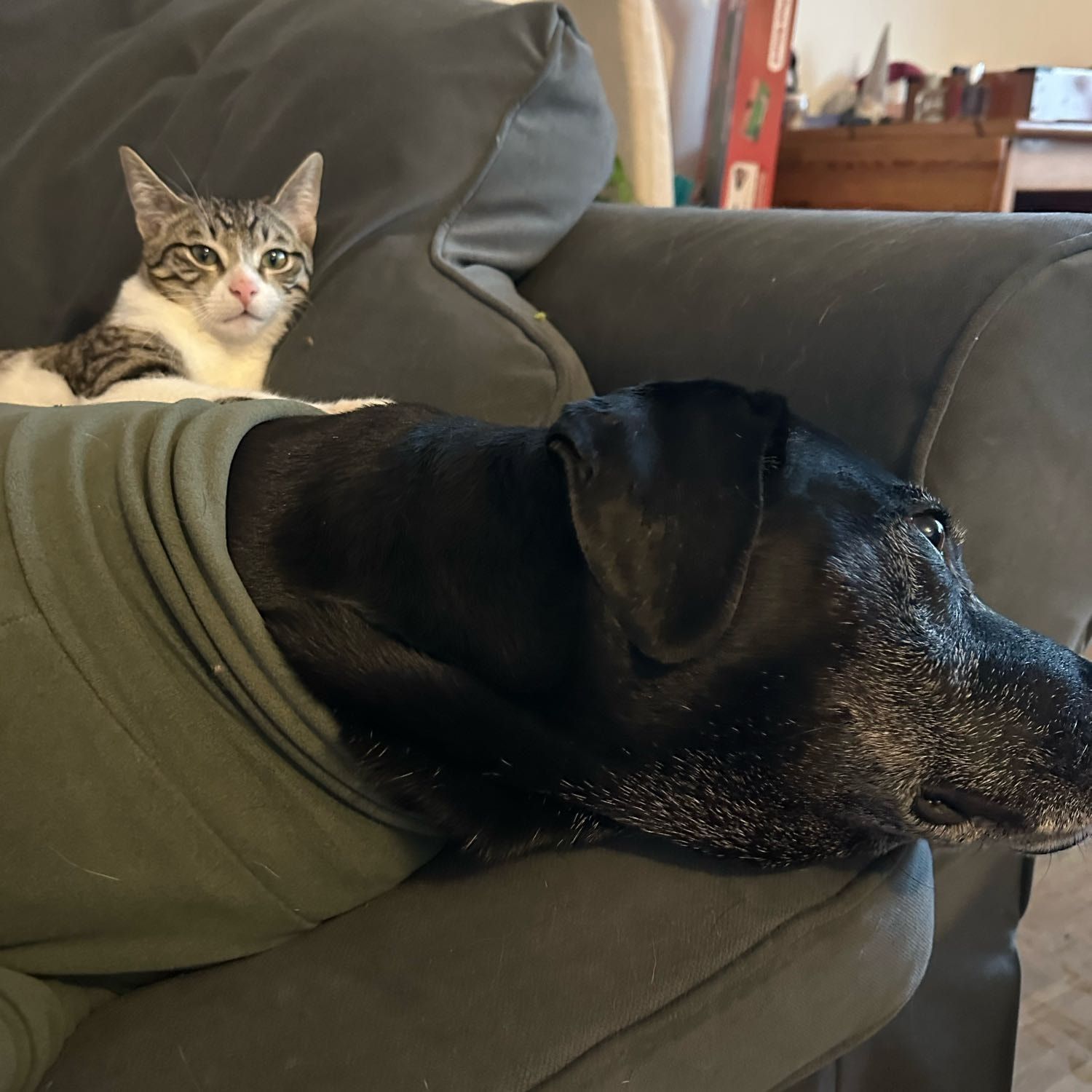 Portät von Daffy, cat