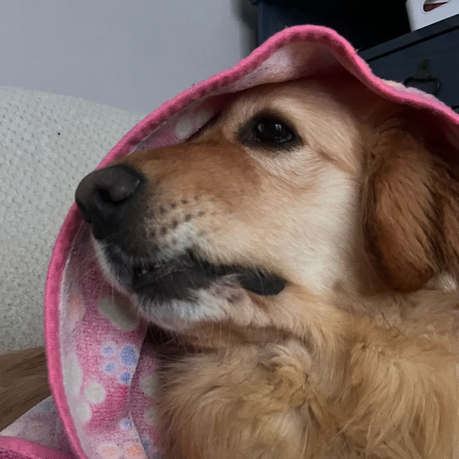 Portrait of sparky , the dog