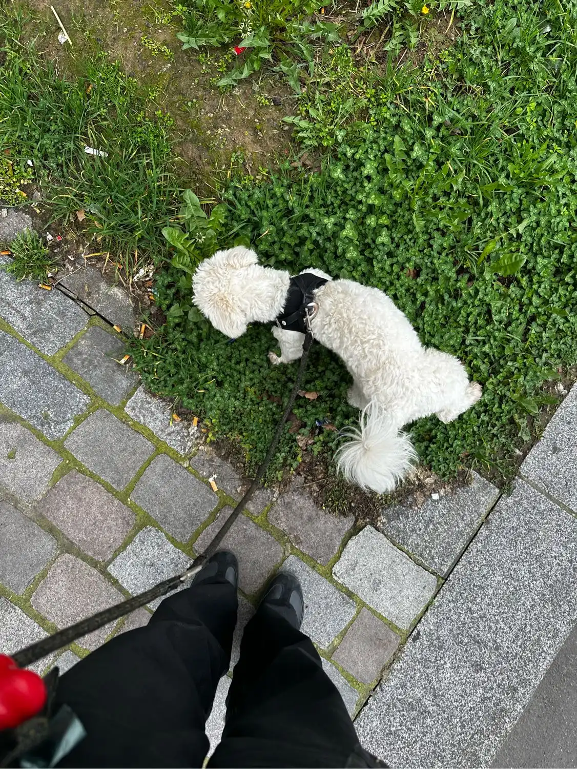 image-9
