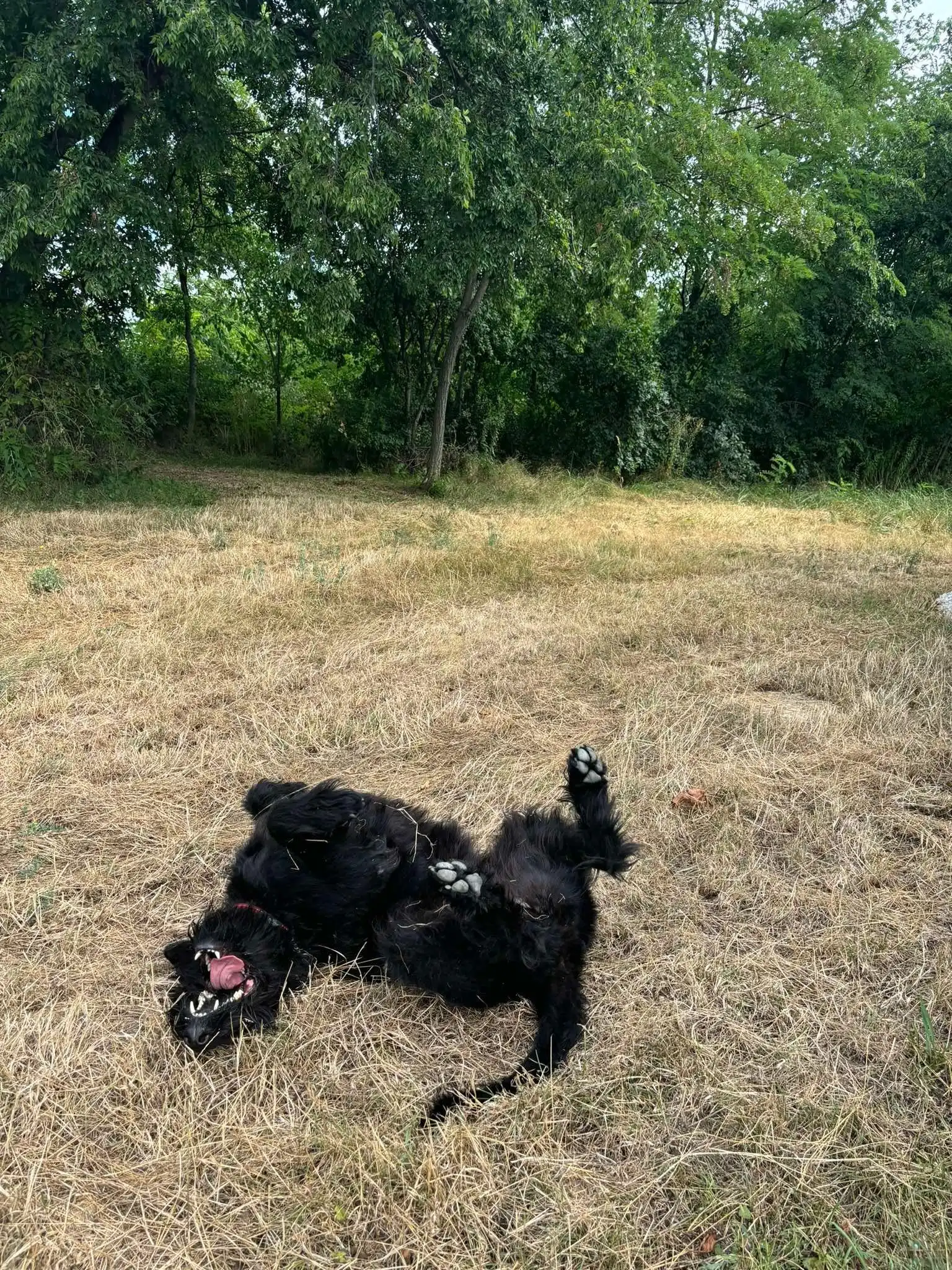 image-8