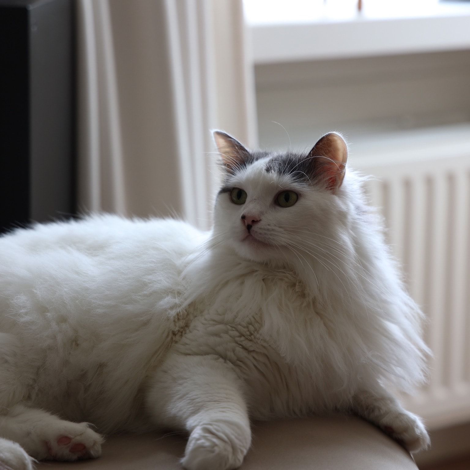 Portretfoto van Nolo, de cat