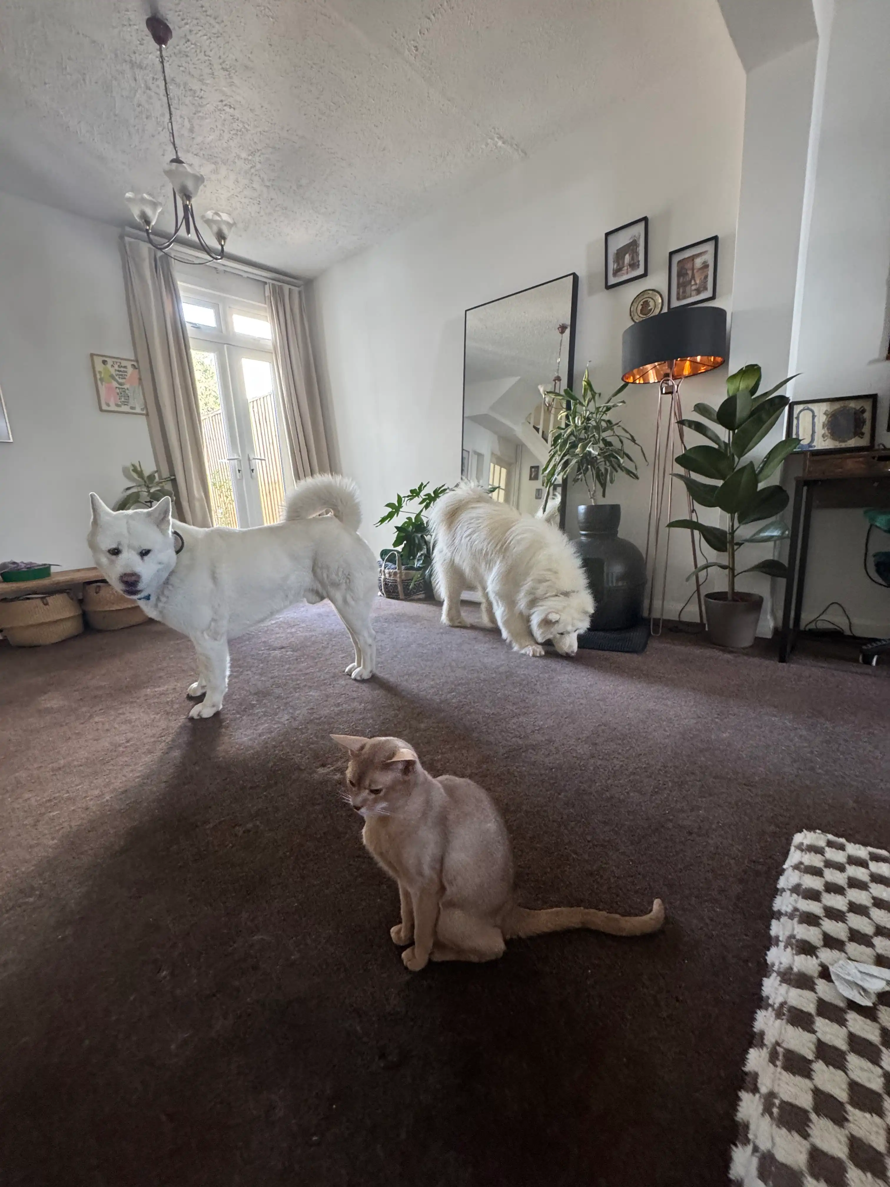 image-46