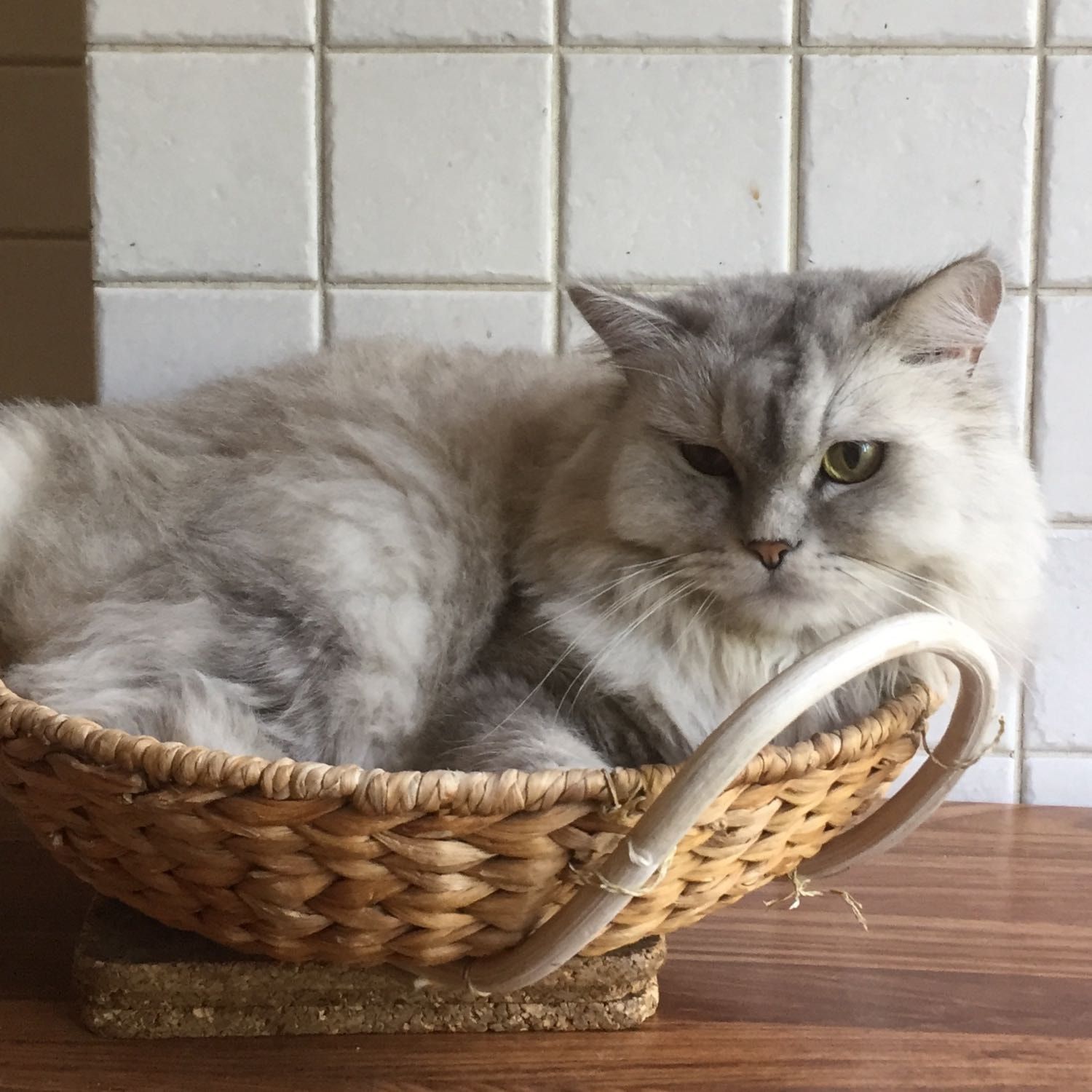 Portät von Ziggy, cat