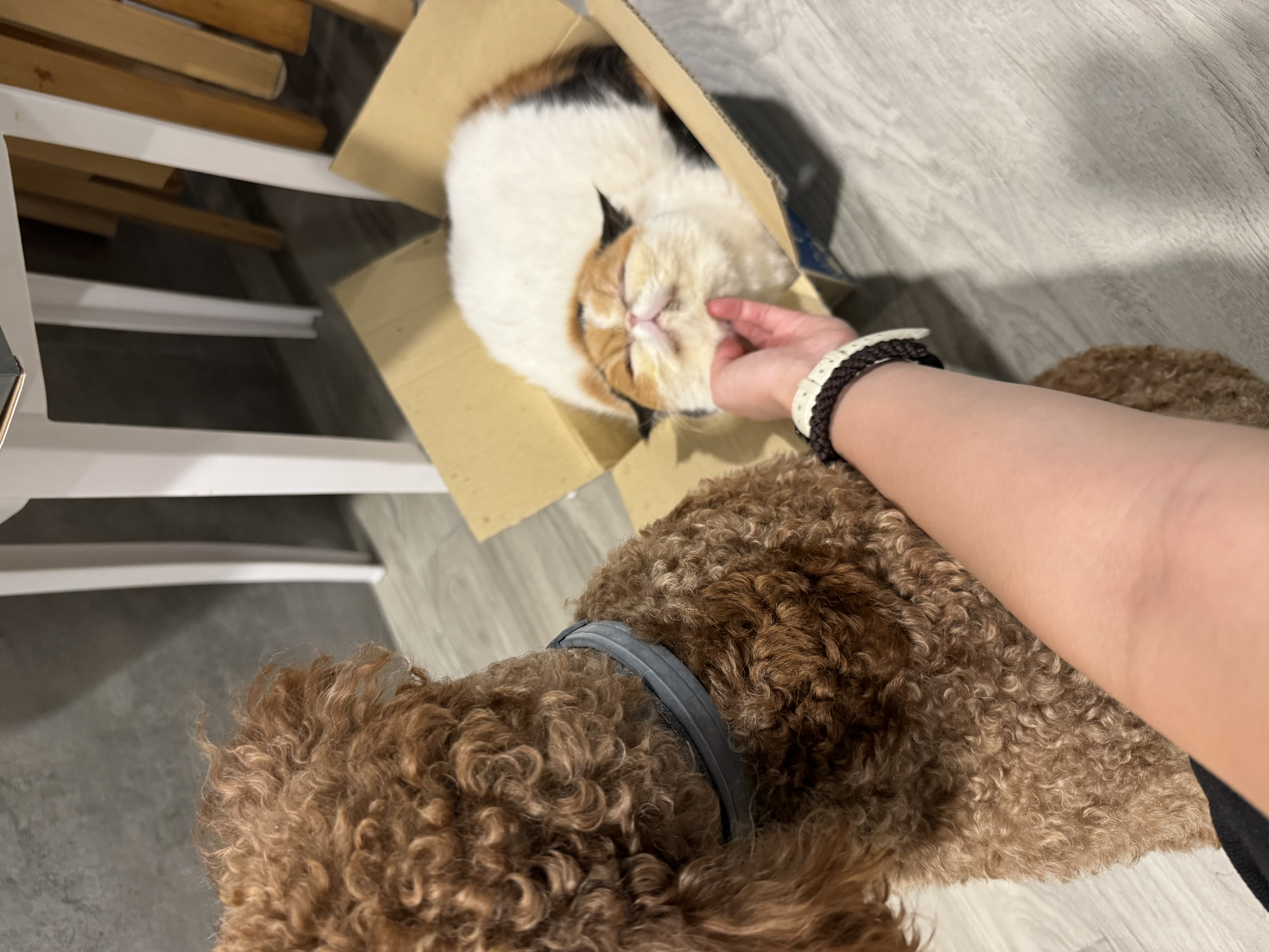 image-6