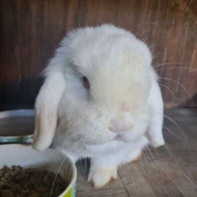 Portrait of Daffy, the rabbit