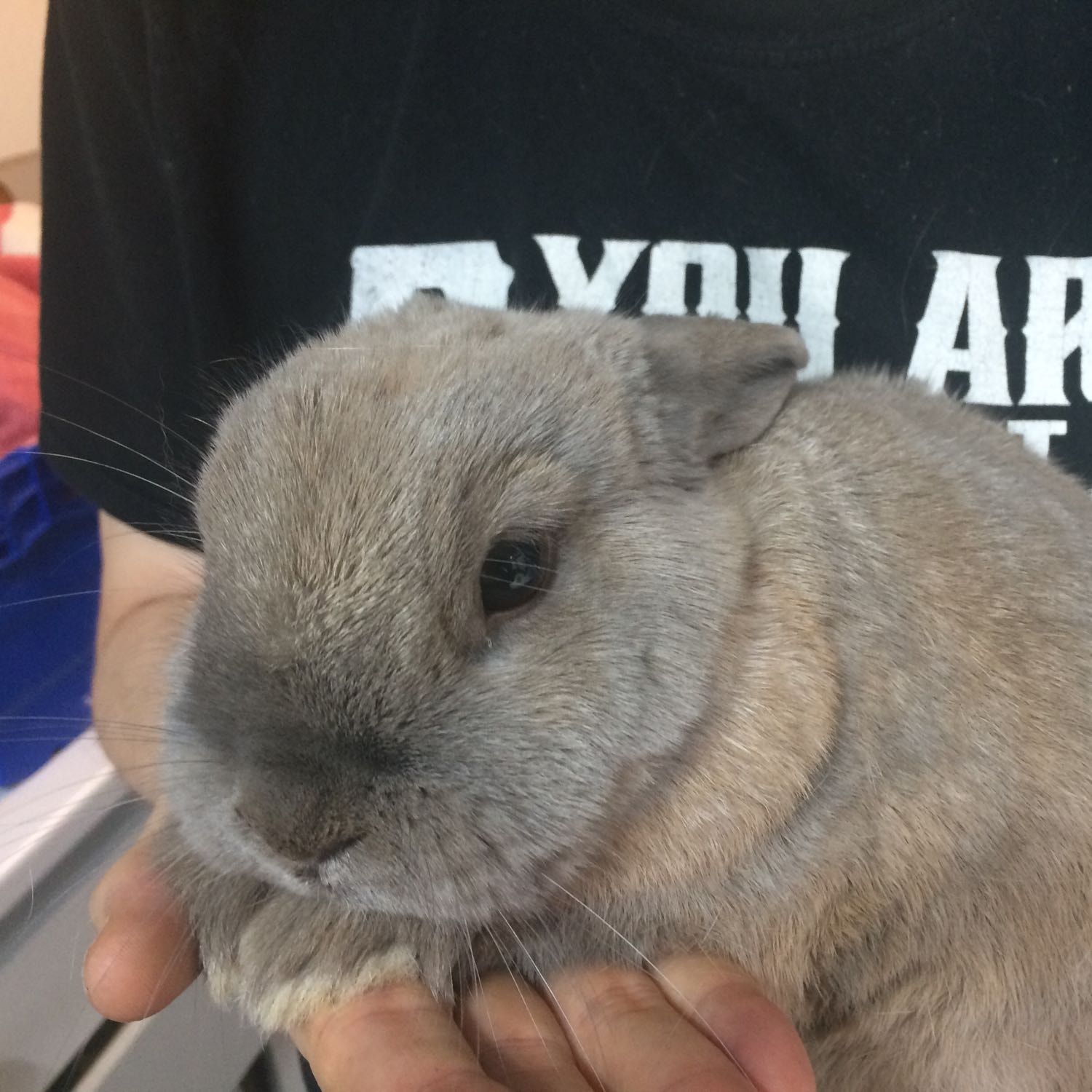 Portrait of Lavender, the rabbit