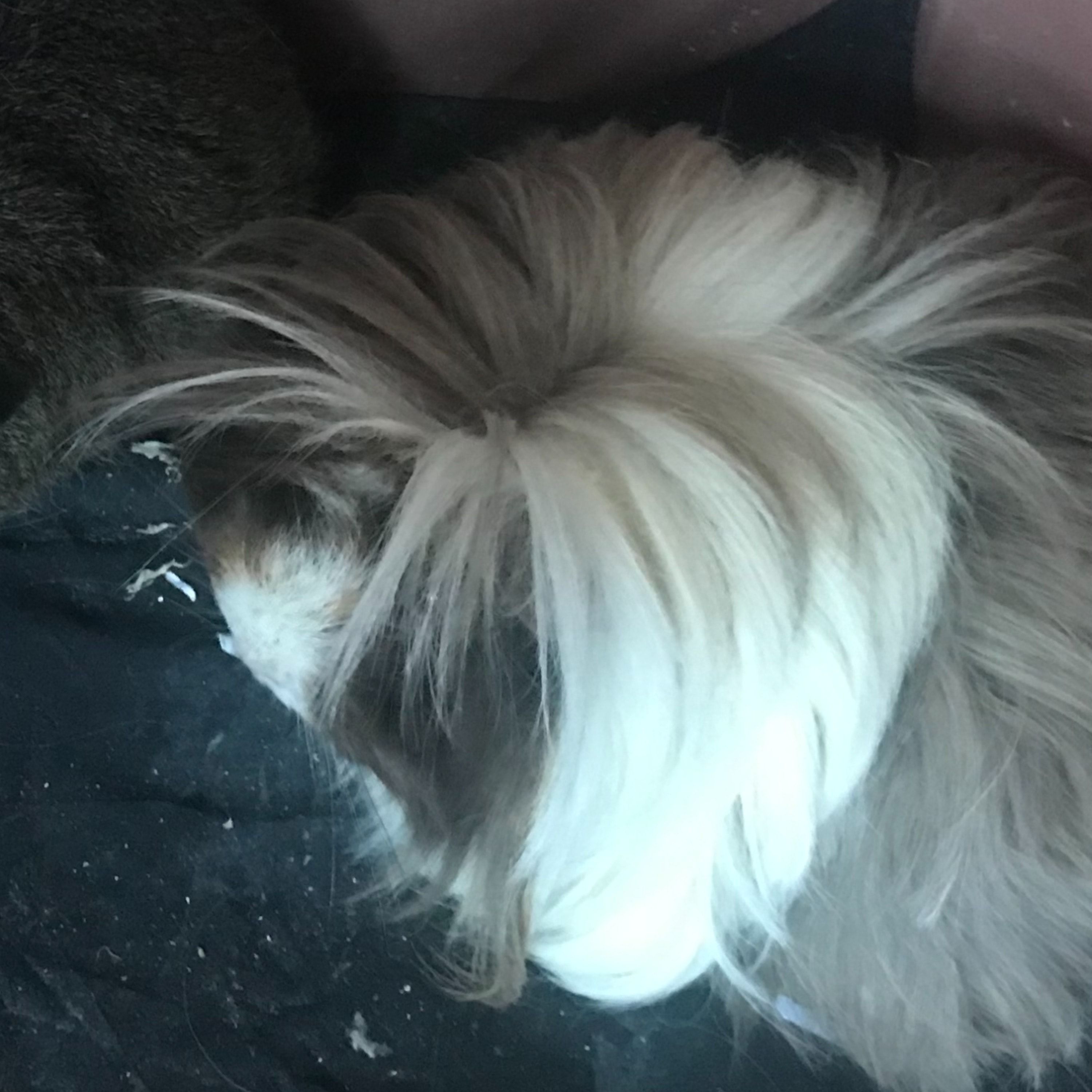 Portrait of 2 boy guinea pigs (Penguin and Wilbur), the guineaPig