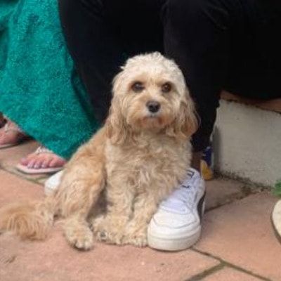 Portrait of Ted, the dog