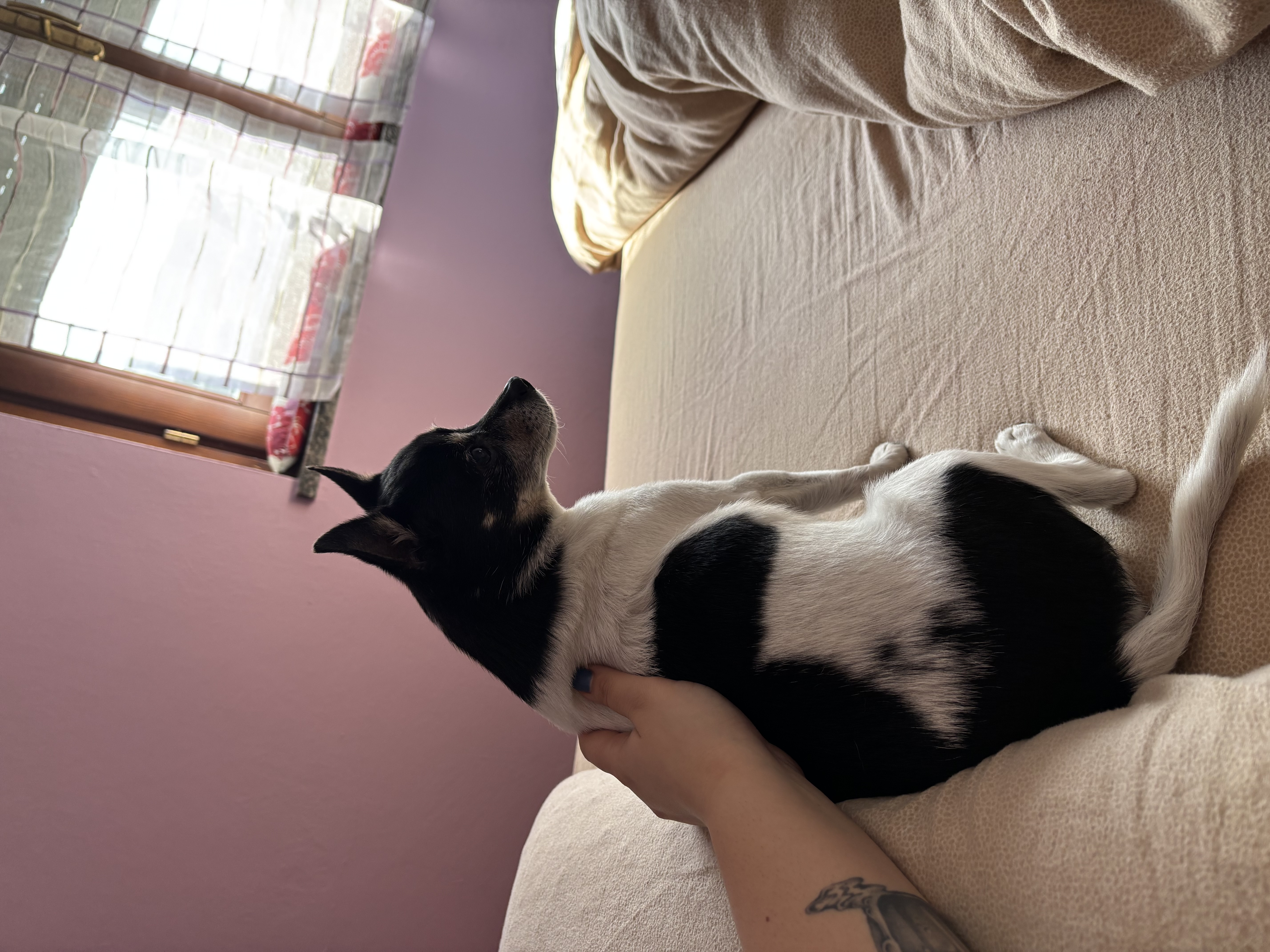image-7