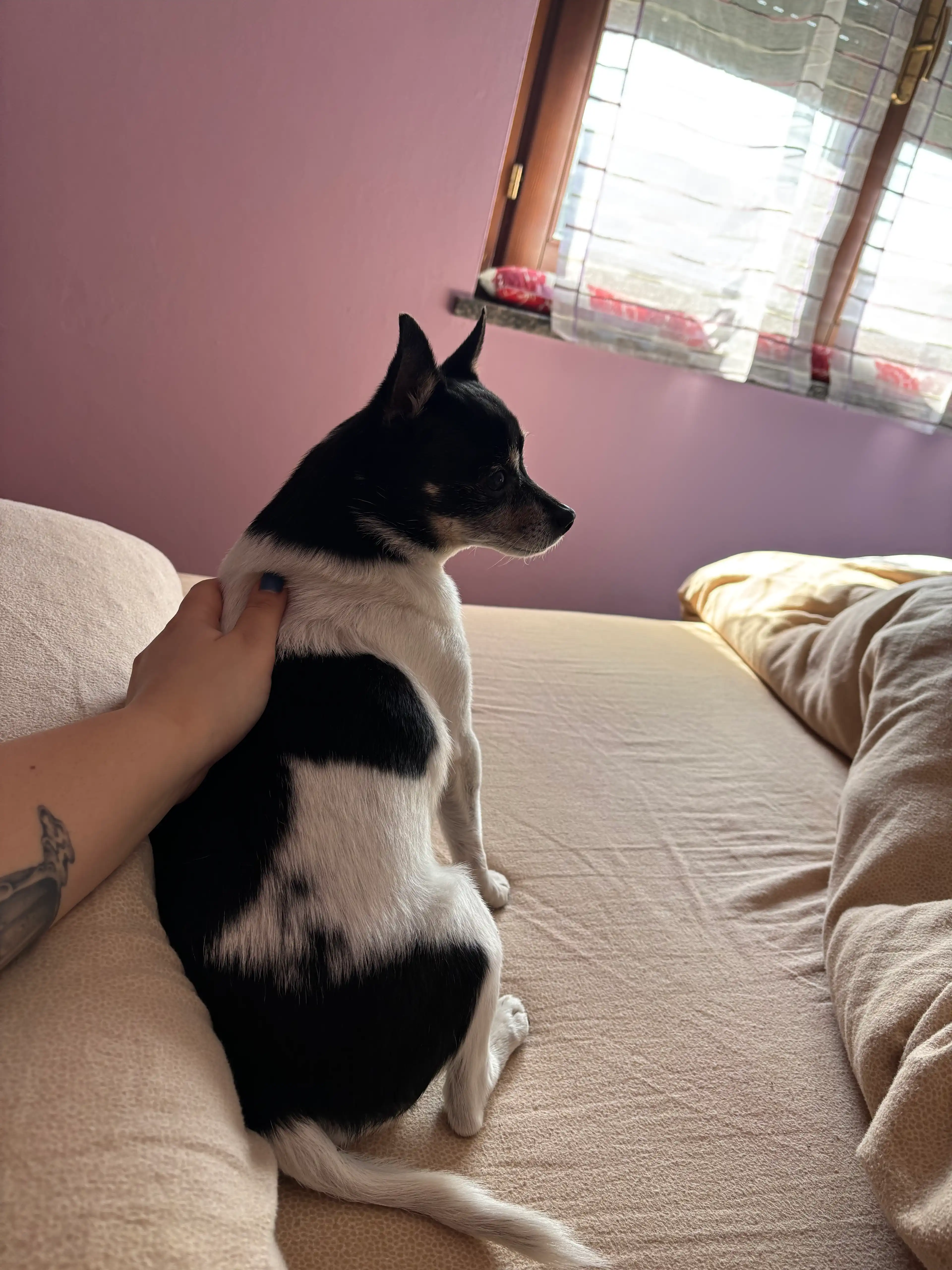 image-7