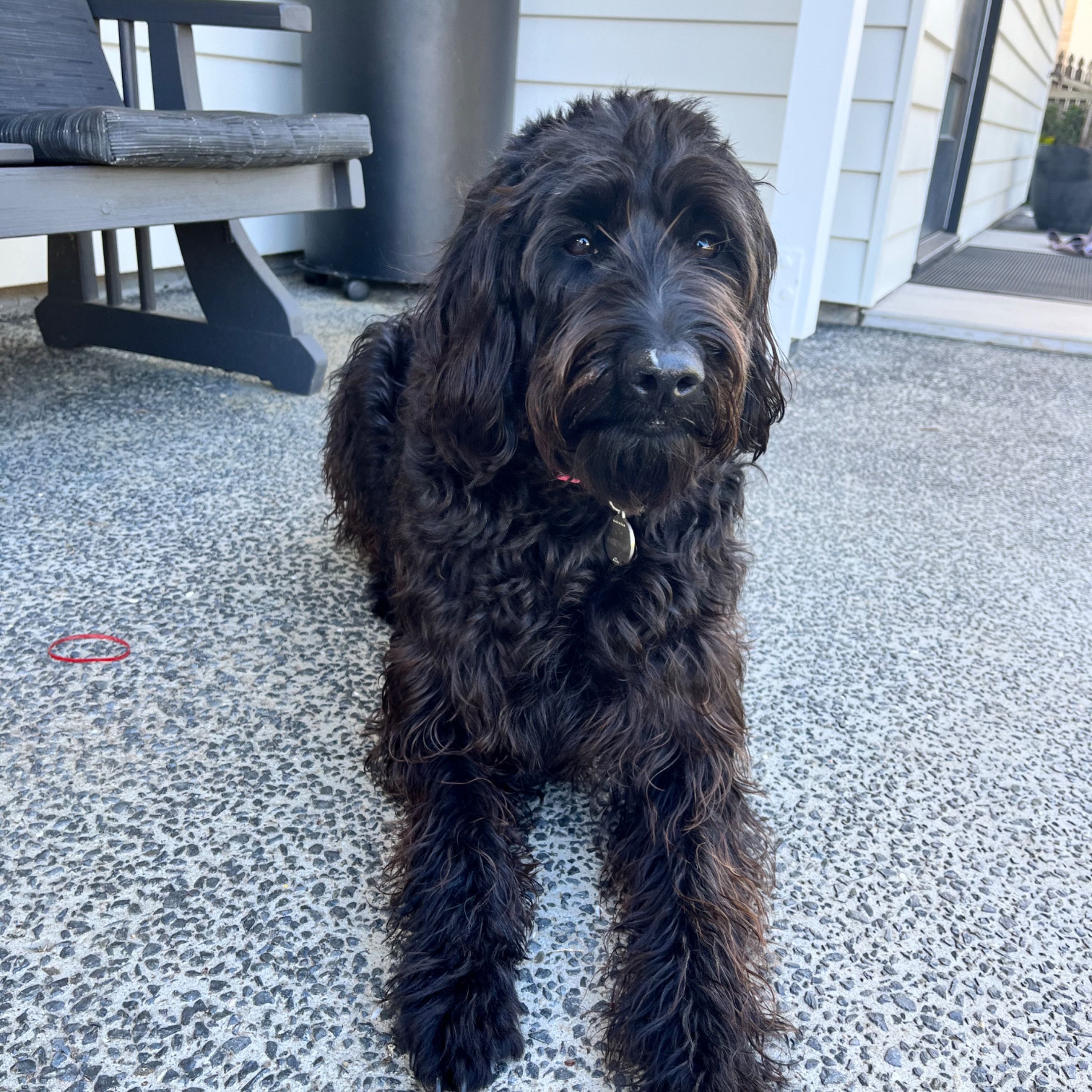 Portät von Ivy, dog